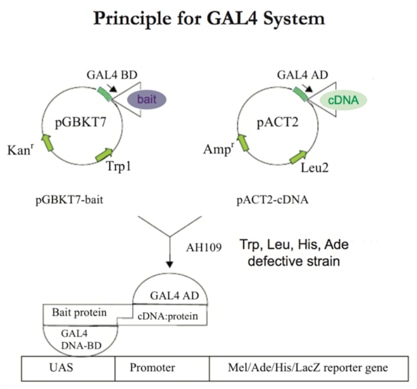 Principle for GAL4 System