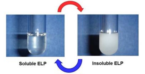 Figure 1. ELPs are soluble below a transition temperature, Tt, but undergo coacervation at temperatures above Tt