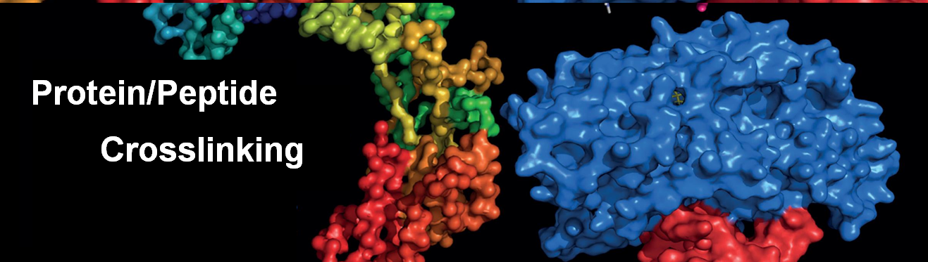 Protein/peptide Crosslinking Services by Profacgen