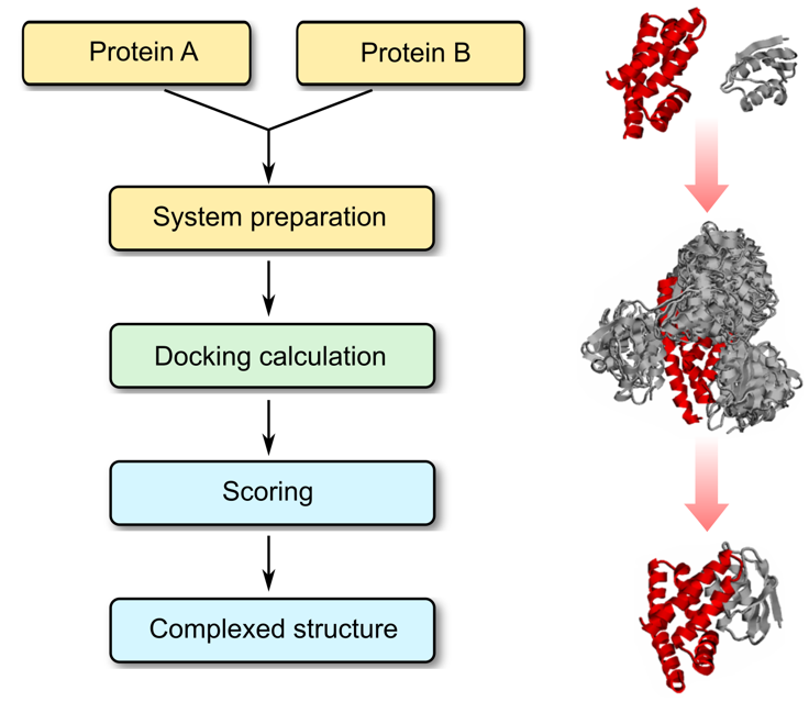 Protein–protein docking  process