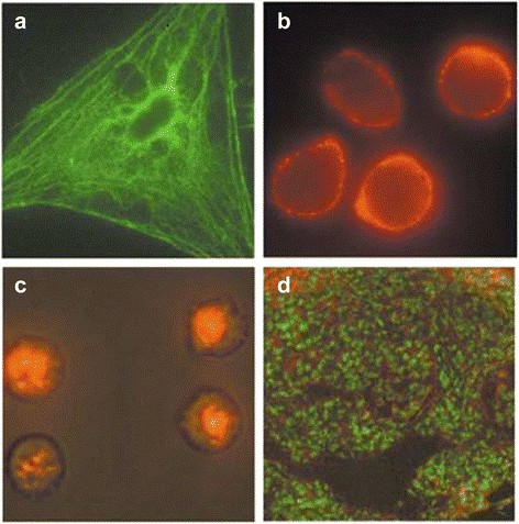 Figure 1. Fluorescence micrographs of QD-stained cells and tissues