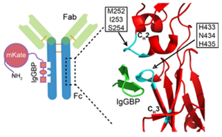 IgGBP fusion as a  strategy to improve protein half-life by targeting serum IgG 