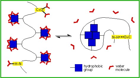 Diagram  showing the burial of hydrophobic moities and formation of intramolecular  H-bonds upon protein folding. Note the release of water molecules upon folding.