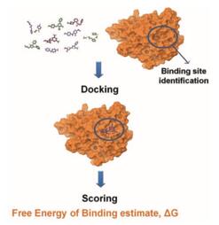 Docking and scoring in structure-based virtual screening. 