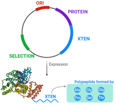 XTENylation in  the development of biobetters