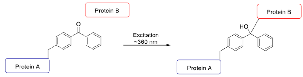 Benzophenone-based  photocrosslinker