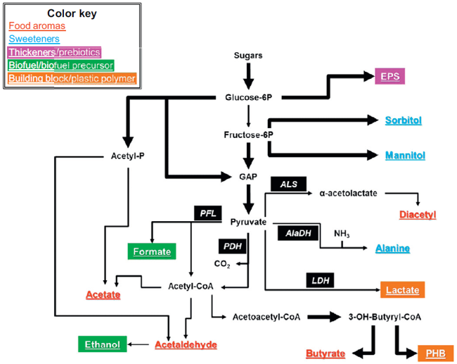 lactic acid fermentation diagram